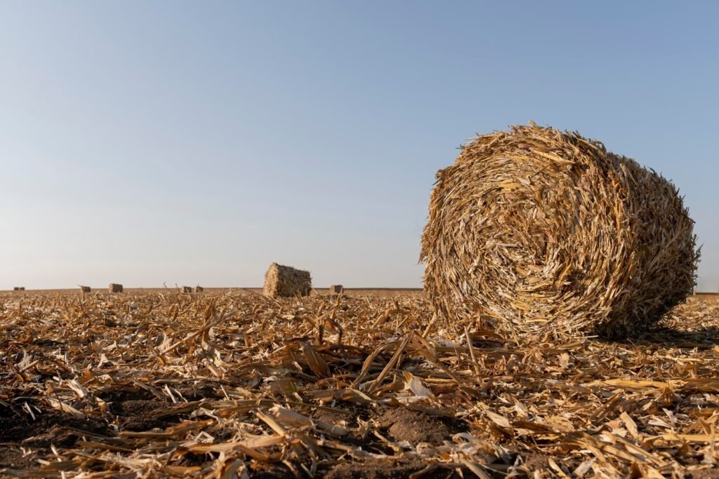 Tightly packed wheat straw bales prepared for containerised export
