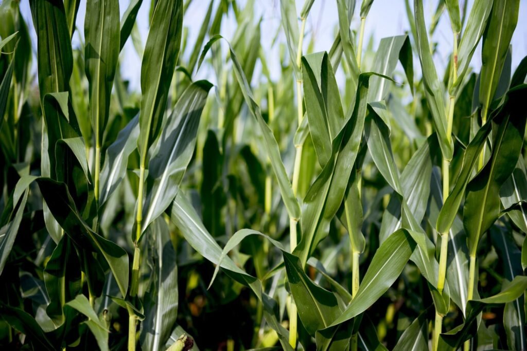 Yellow maize prepared for bulk export by Pak Agro Foods